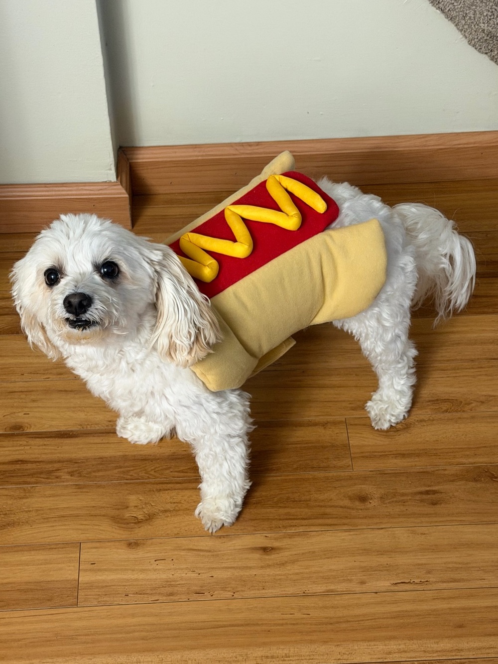 Pet Factory Hot Dog Halloween Pet Costume Size M/L